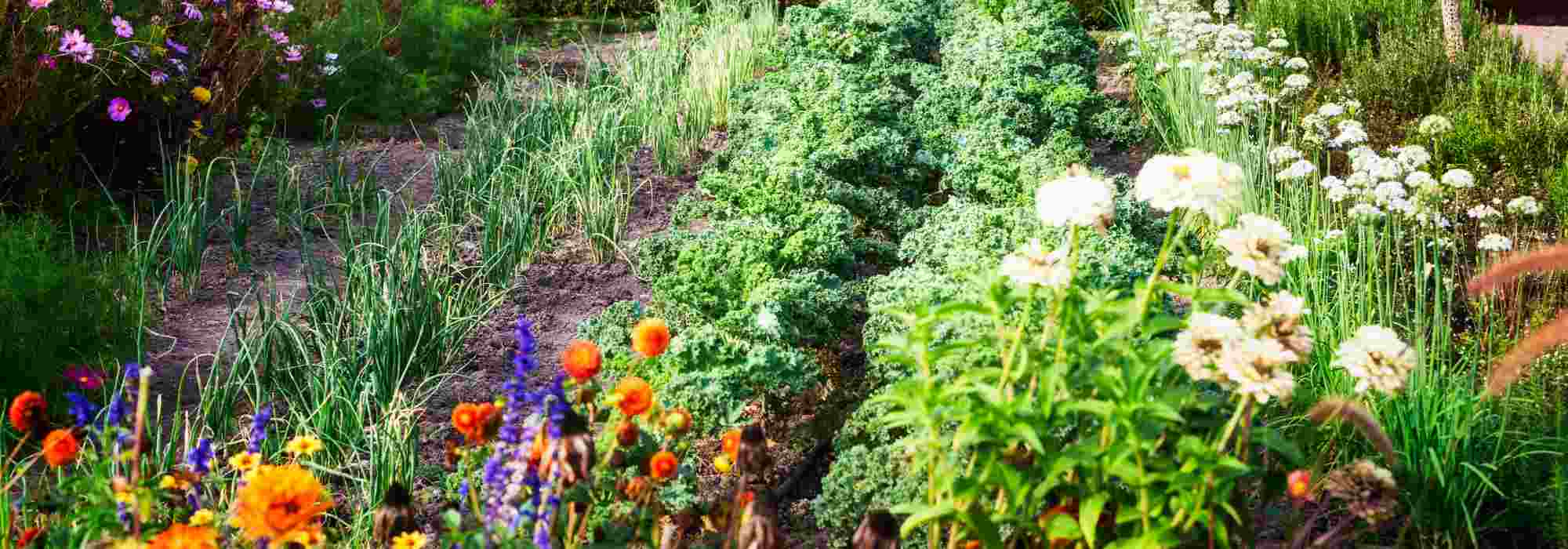 Les fleurs, un élément essentiel du potager permacole