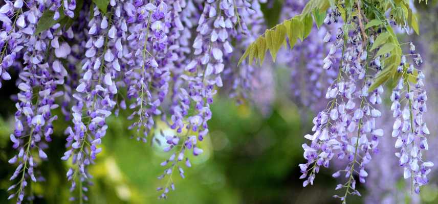 glycine ne fleurit pas, pourquoi glycine ne fleurit pas, comment faire fleurir une glycine, glycine ne fait pas de fleurs