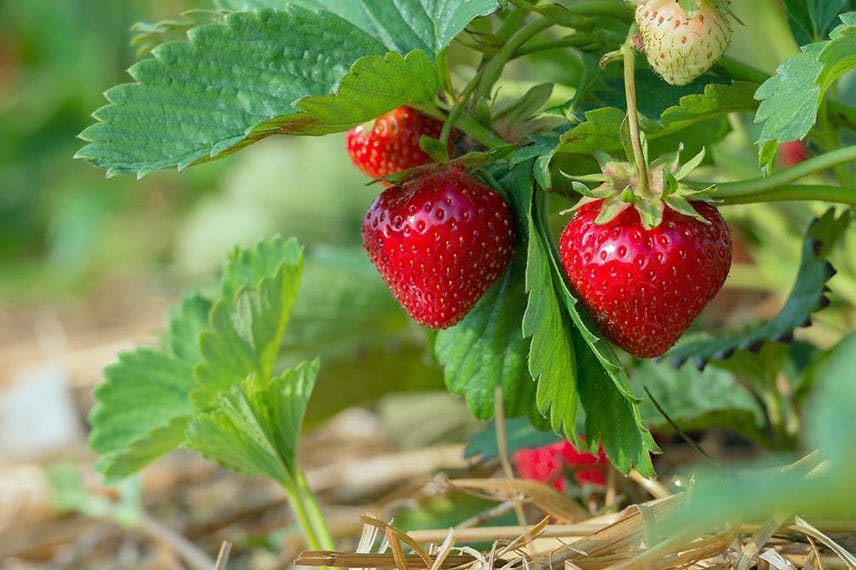 des fraises au jardin