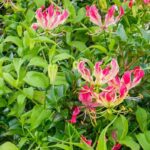 Pourquoi mon Gloriosa ne fleurit pas ?