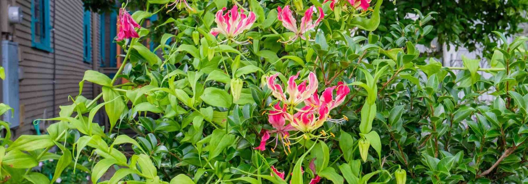 Pourquoi mon Gloriosa ne fleurit pas ?