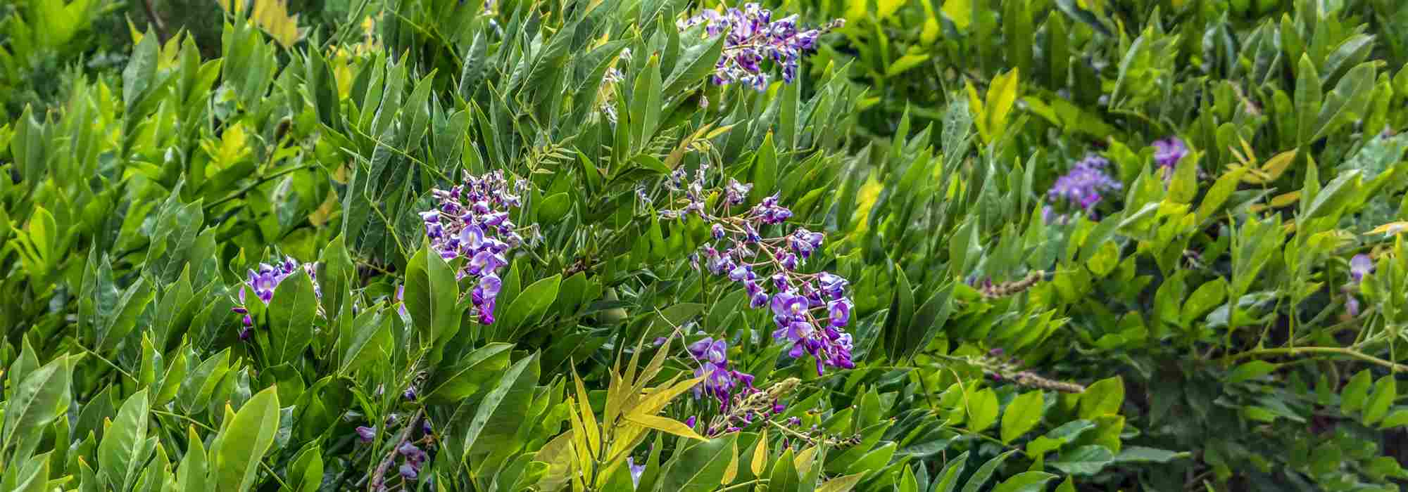 Pourquoi ma glycine ne fleurit pas ?