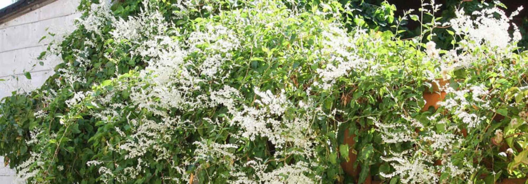 Fallopia, Renouée du Japon : plantation, culture, entretien