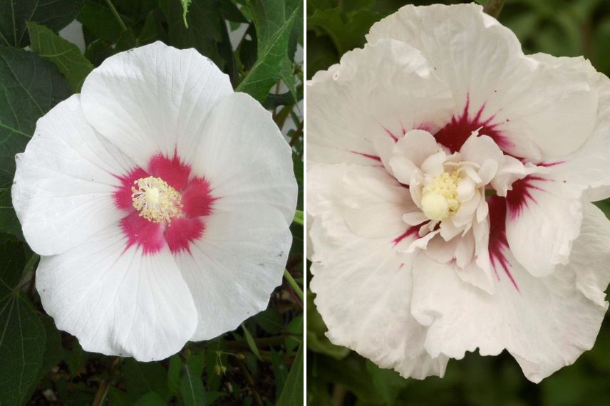 Hibiscus à fleurs blanches, Althéa