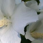 5 Hibiscus à fleurs blanches