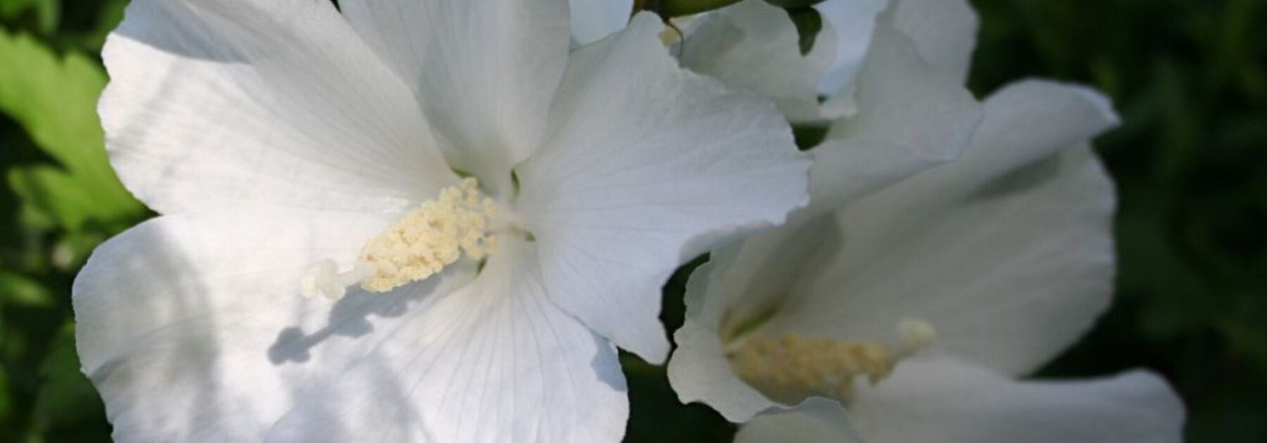 5 Hibiscus à fleurs blanches