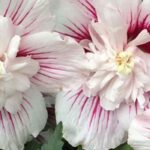 5 hibiscus à fleurs roses