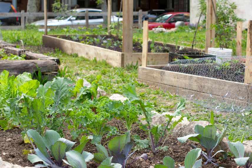 permaculture urbaine, potager permaculture en ville, faire pousser ses legumes permaculture en ville