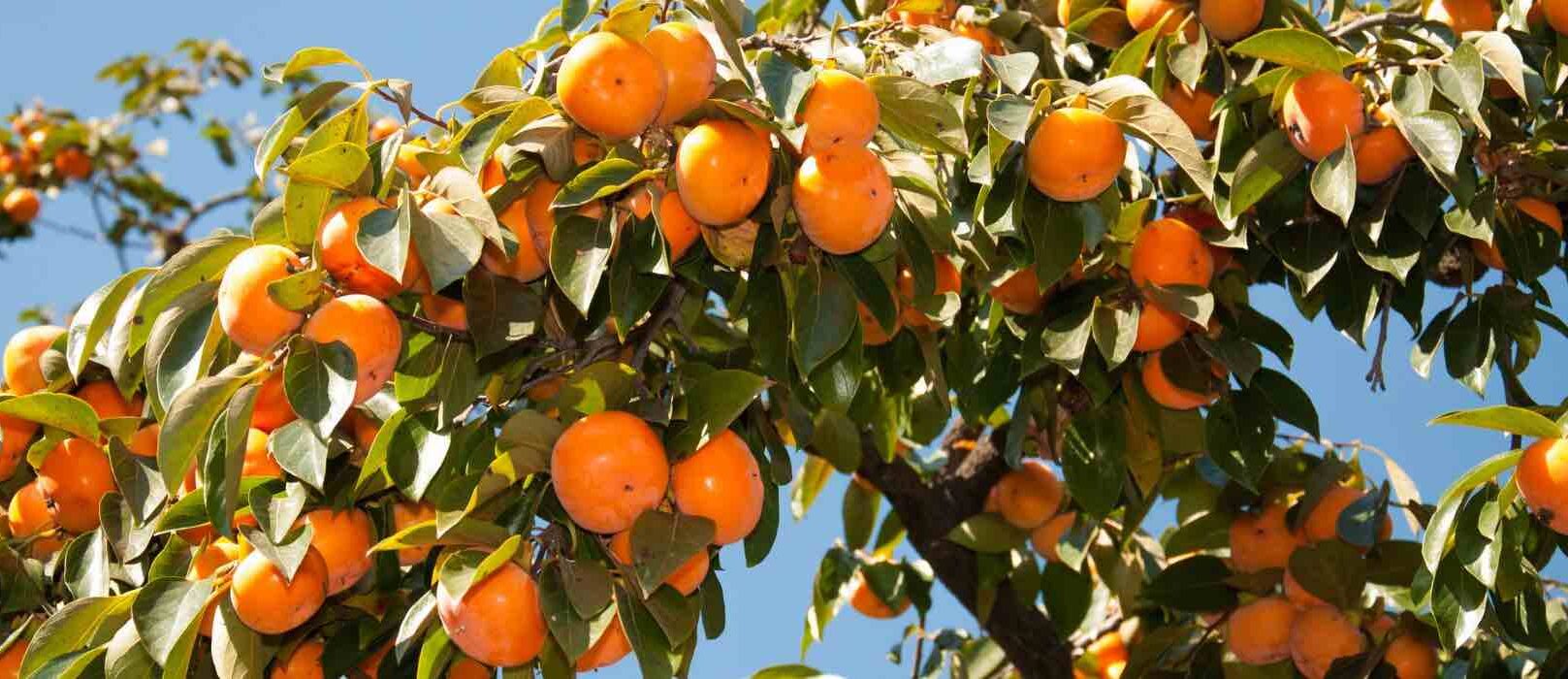 Choisir une variété de plaqueminier ou kaki Promesse de Fleurs