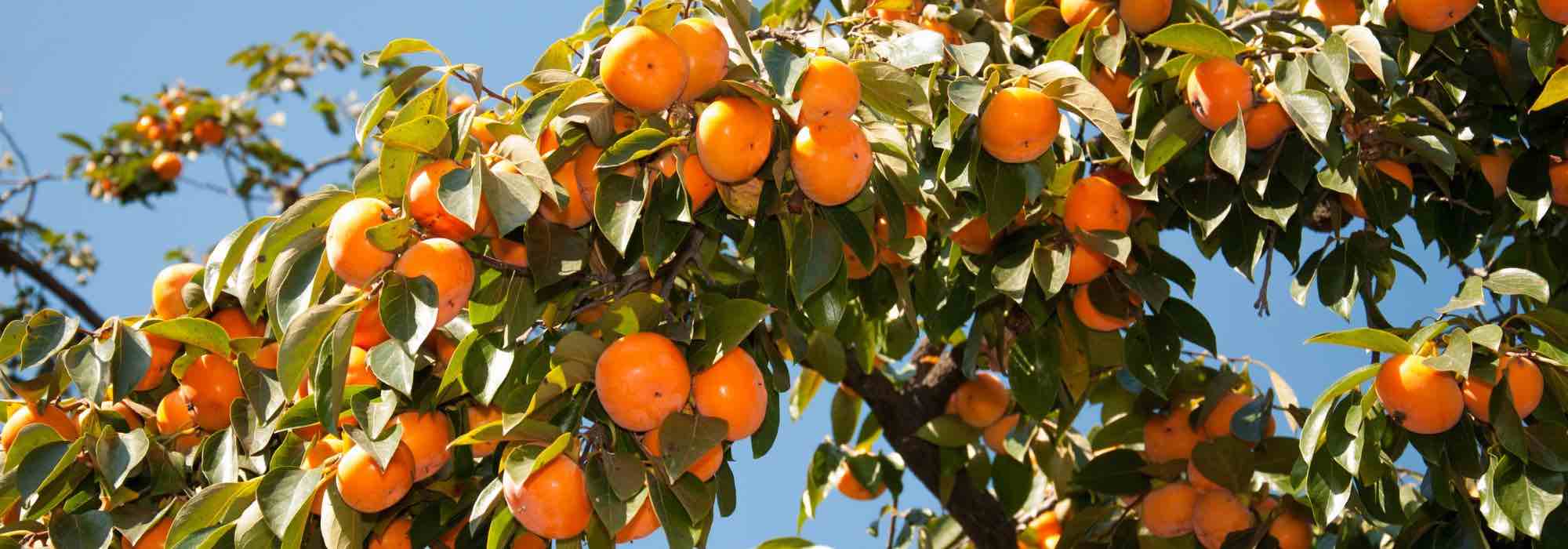 Choisir une variété de plaqueminier ou kaki - Promesse de Fleurs