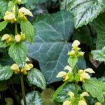 Lamium : 5 variétés à feuillage décoratif