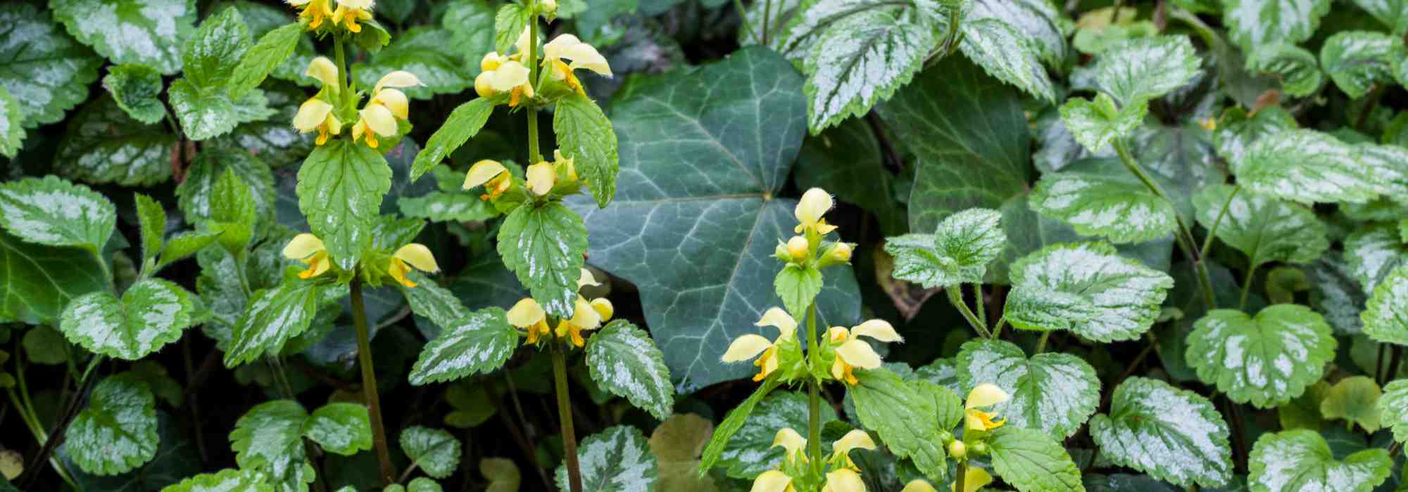 Lamium : 5 variétés à feuillage décoratif