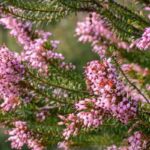 Bruyère d'été : les plus belles variétés