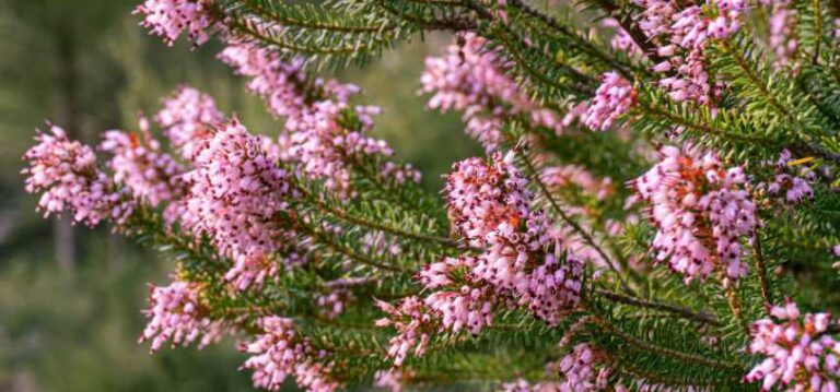 Bruyère d'été : les plus belles variétés