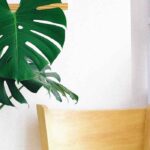 Comment cultiver le Monstera deliciosa ?