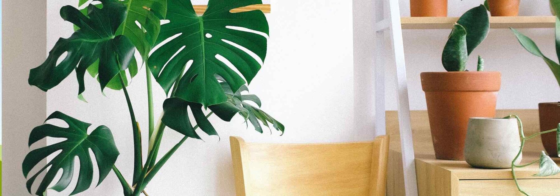 Comment cultiver le Monstera ?