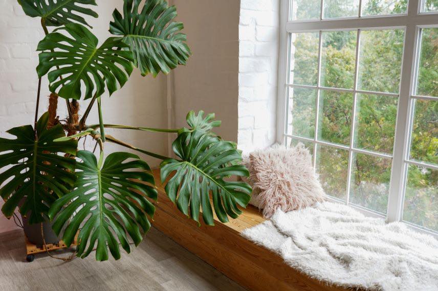 VIDEO. Jardinage : domptez votre Monstera !