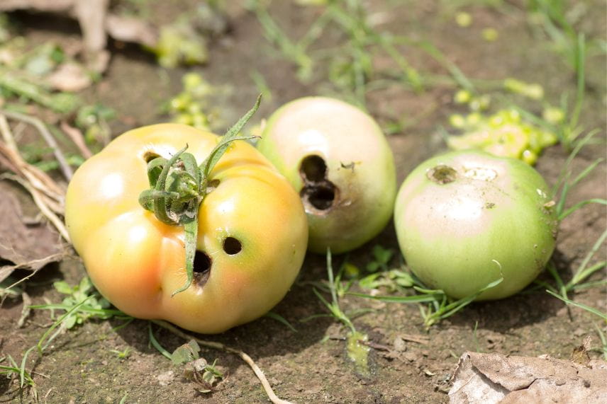 potager et réchauffement climatique