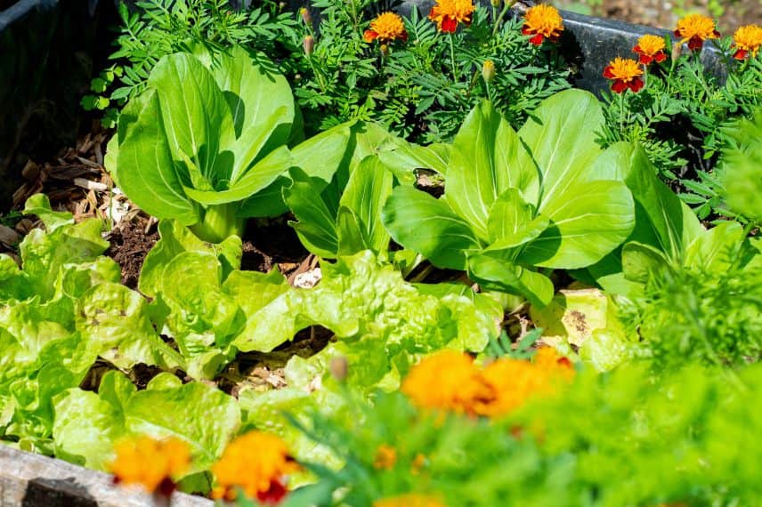 Comment faire pousser du soja dans son potager ? - Blog Promesse de fleurs