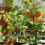 Permaculture urbaine : cultiver sur de petites surfaces
