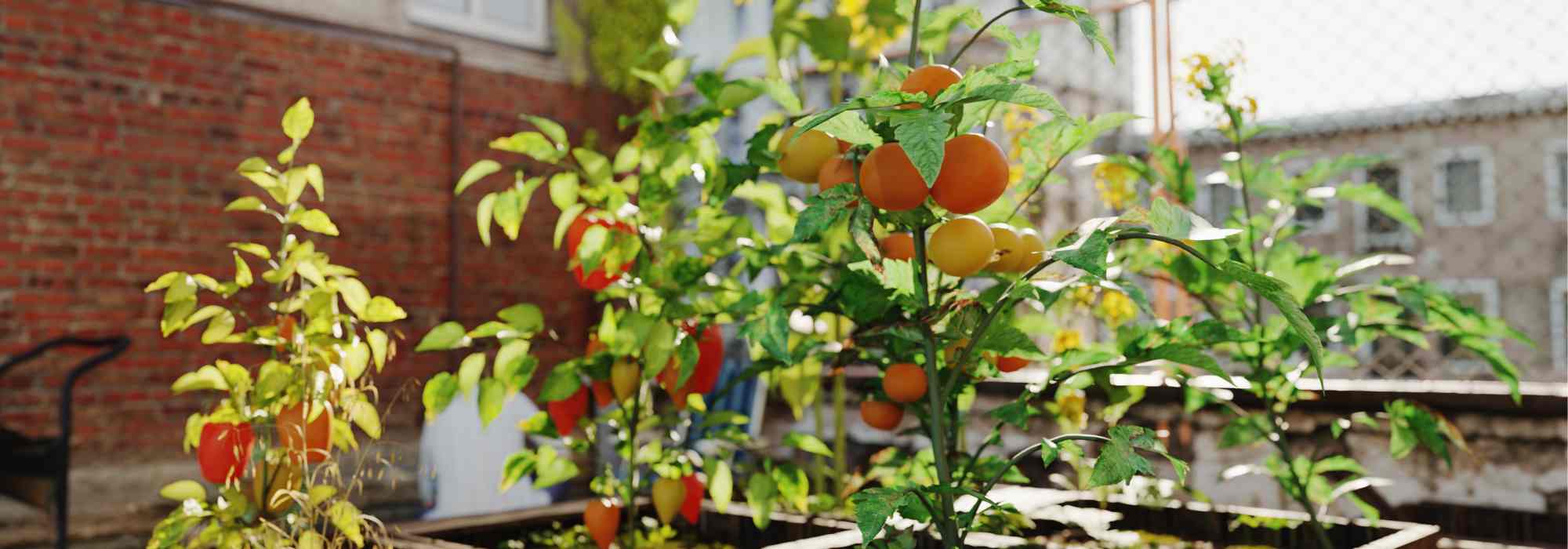 Permaculture urbaine : cultiver sur de petites surfaces