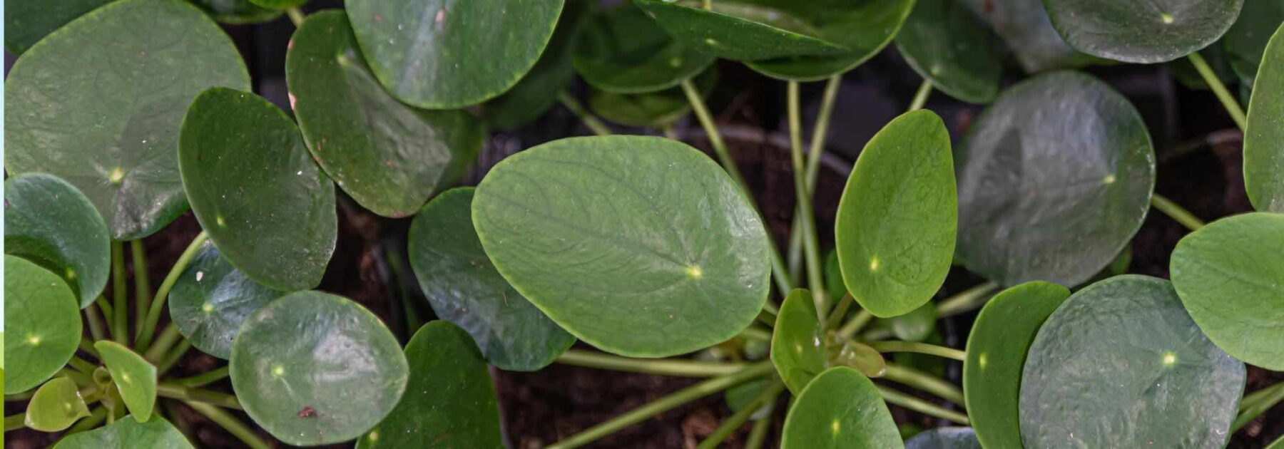 Comment cultiver le Pilea ?