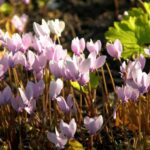 Quand et comment planter les cyclamens ?