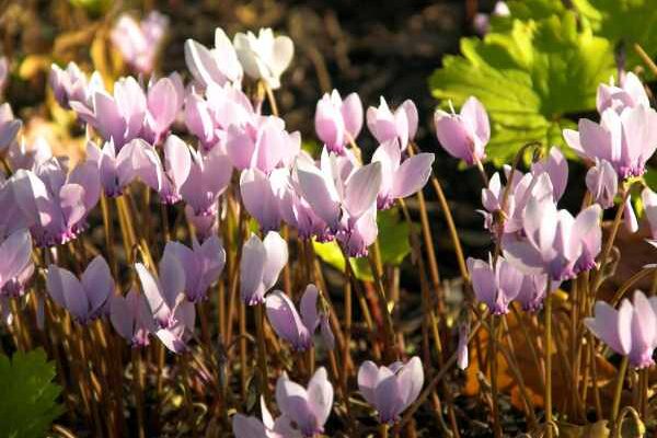 Quand et comment planter les cyclamens ?