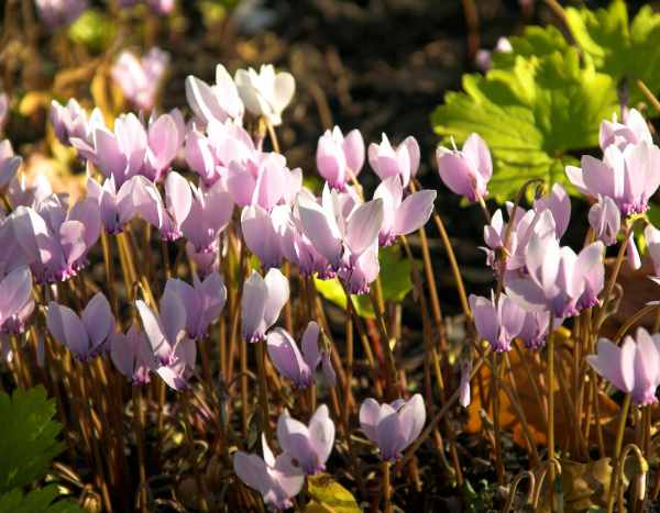 Quand et comment planter les cyclamens ?