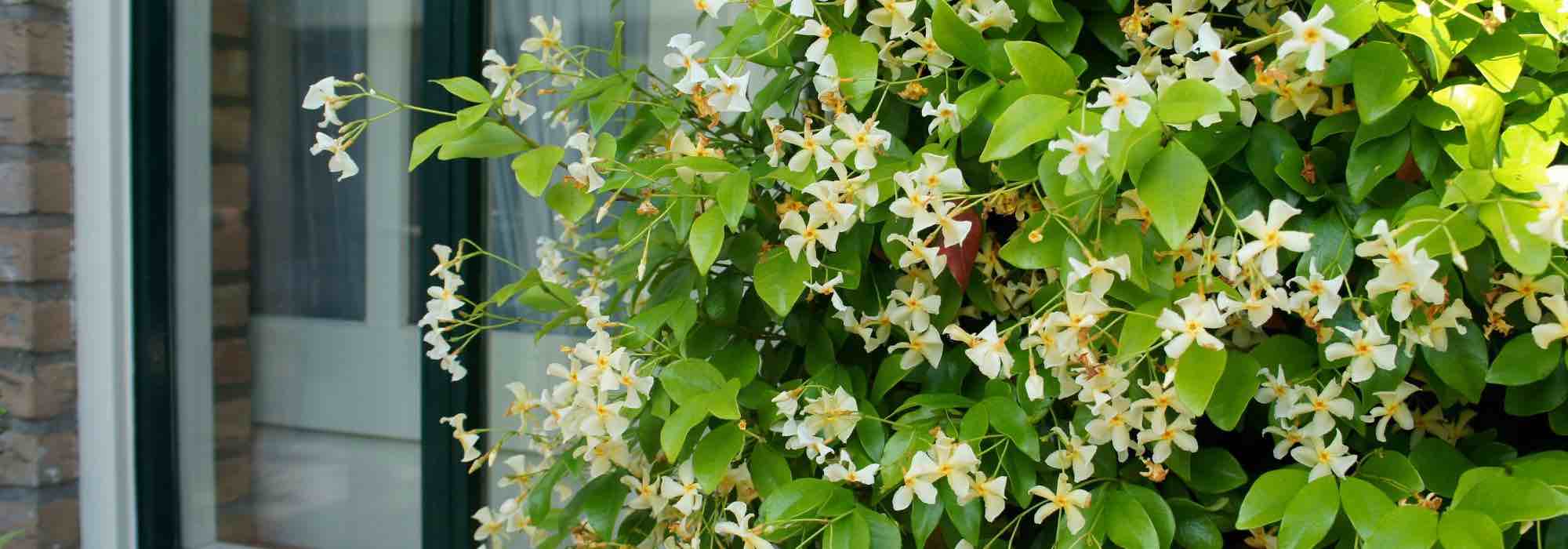 Que planter au pied des grimpantes en pot ?