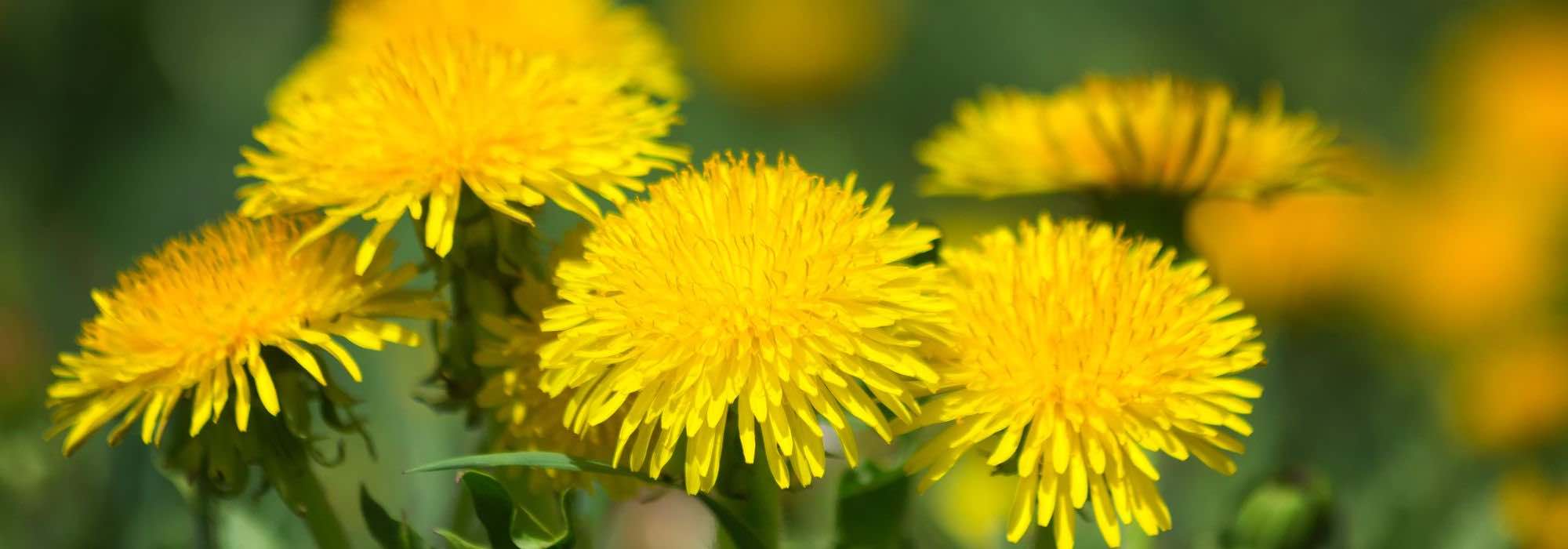 Les fleurs comestibles : un régal pour les yeux et les papilles ! - Vive le  Végétal