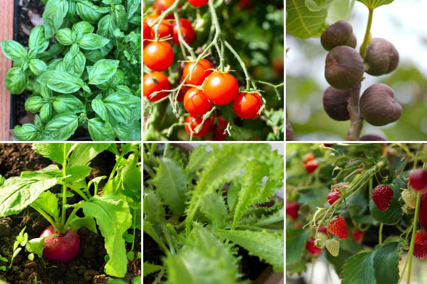 permaculture urbaine, potager permaculture en ville, faire pousser ses legumes permaculture en ville