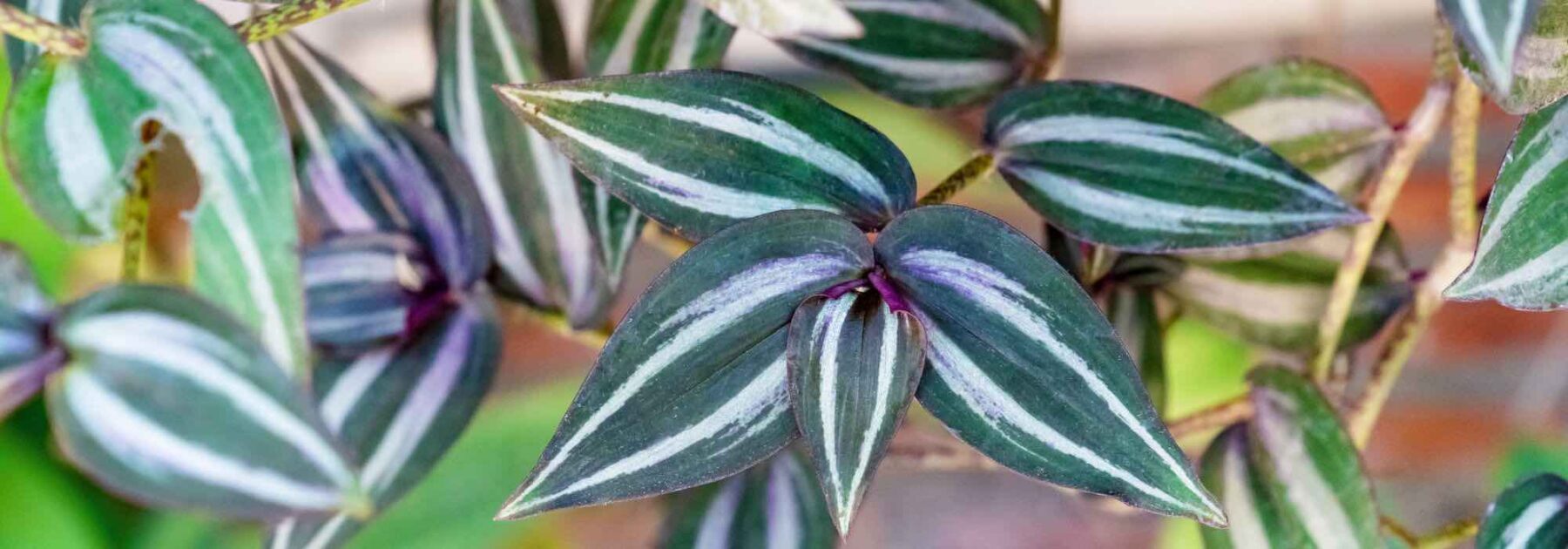 Un portant pour plantes suspendues - Joli Place