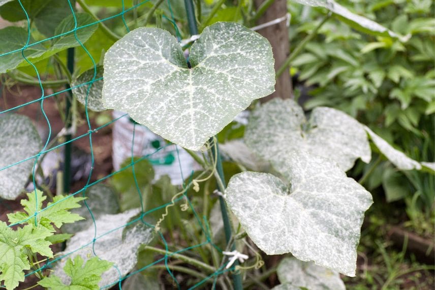 potager et réchauffement climatique