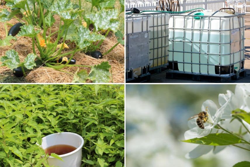 potager et réchauffement climatique