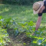 Potager en permaculture : par où commencer ?