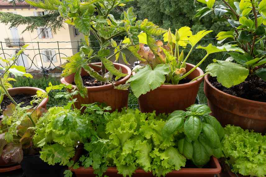 permaculture urbaine, potager permaculture en ville, faire pousser ses legumes permaculture en ville