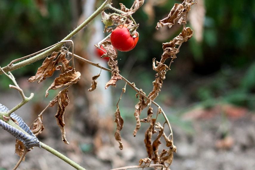 potager et réchauffement climatique