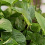 Comment cultiver un Pothos ?