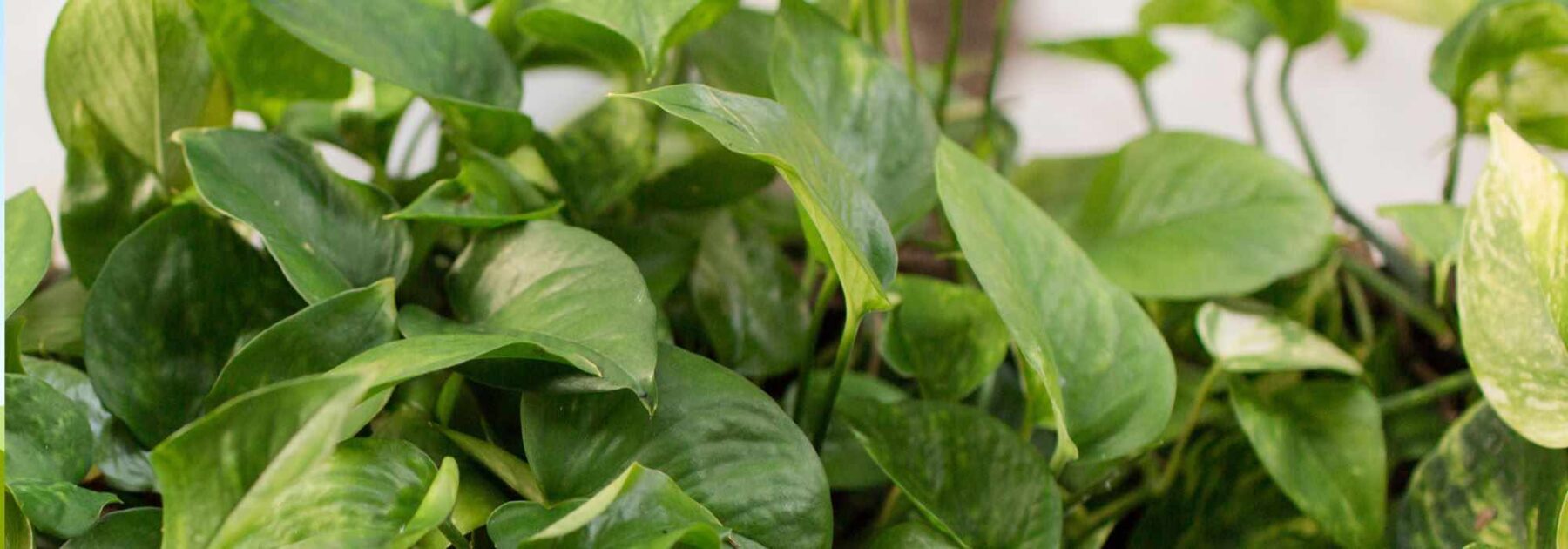 Comment cultiver un Pothos ?