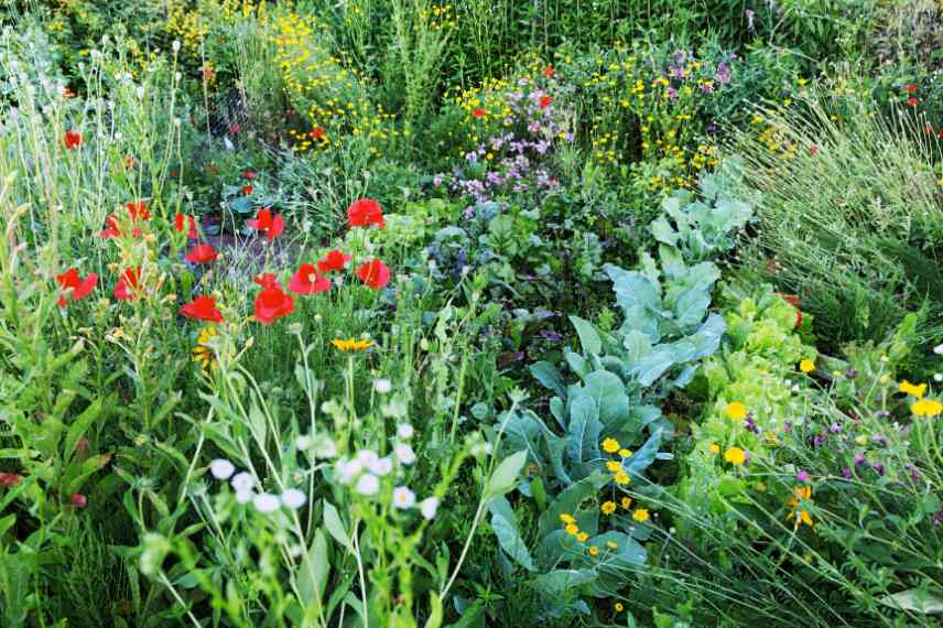 fleurs dans potager permacole, permaculture et fleurs, quelles fleurs potager en permaculture, fleur utiles compagnon potager