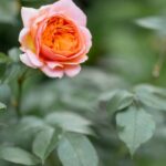 Nos secrets pour des rosiers en pot florissants !