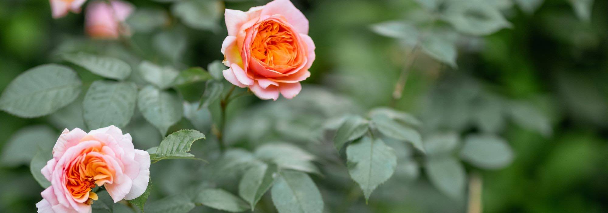 Sélection de variétés de rosiers à cultiver en pot