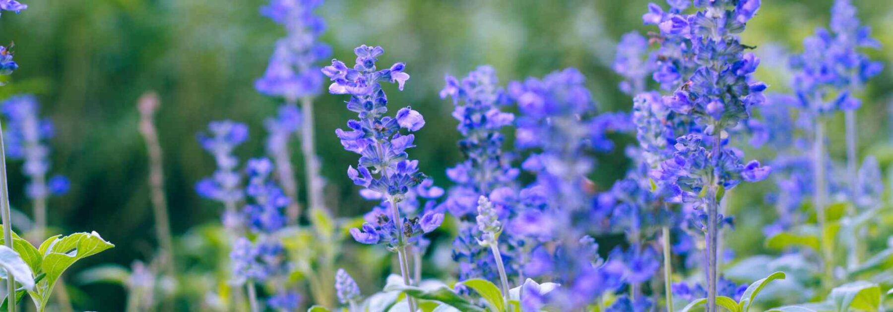 Cahier de notes Fleurs bleues — Vert Couleur Persil