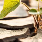 L'impact du changement climatique sur les maladies et ravageurs du potager