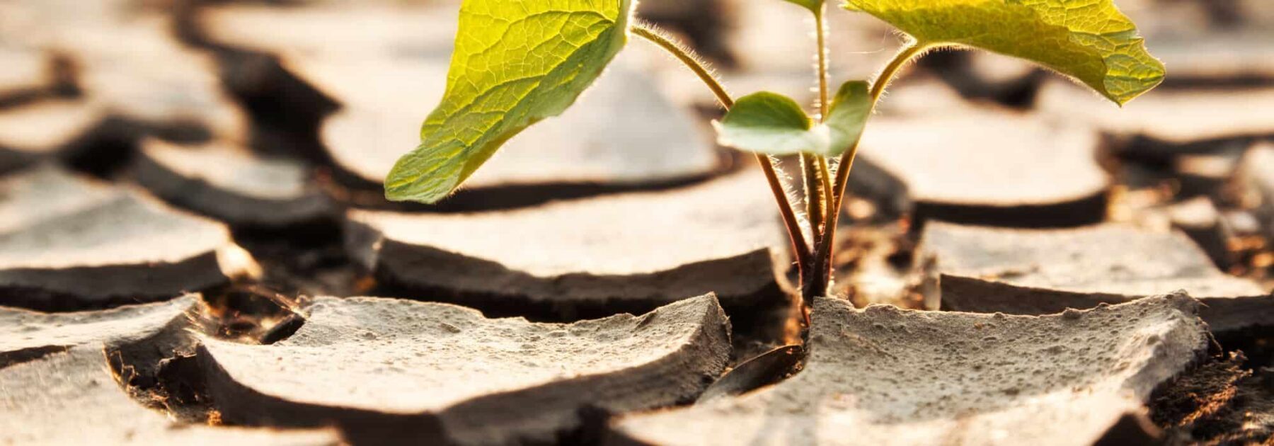 L'impact du changement climatique sur les maladies et ravageurs du potager