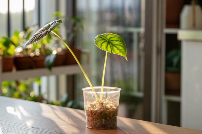 Photo libre de droit de Mousse De Sphaigne Sèche Aider Les Plantes