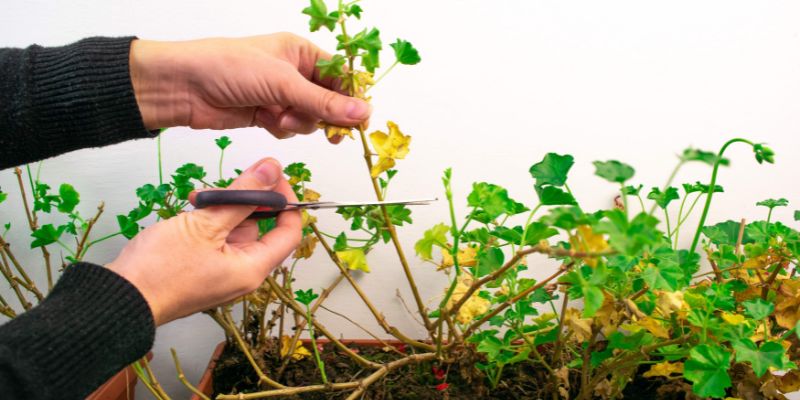 Comment tailler un Pelargonium ou Geranium