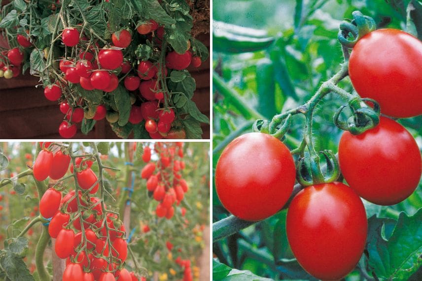 tomate cerise et cocktail 