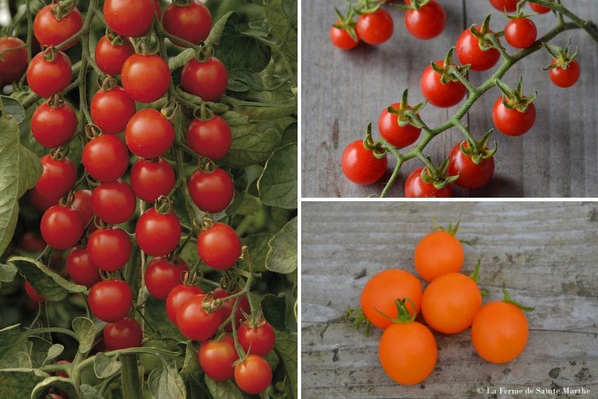 tomate cerise et cocktail variétés 